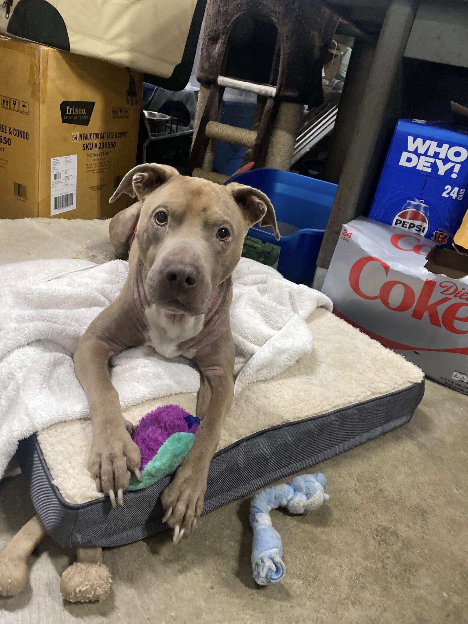 Sullivan thumbnail 3