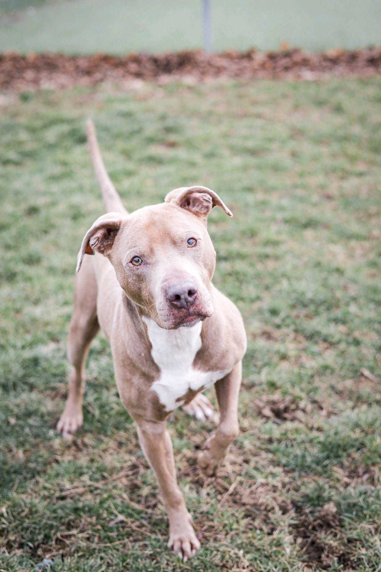 Enlarge Sullivan, a Adoptable mixed breed in Columbus, OH image 1/6