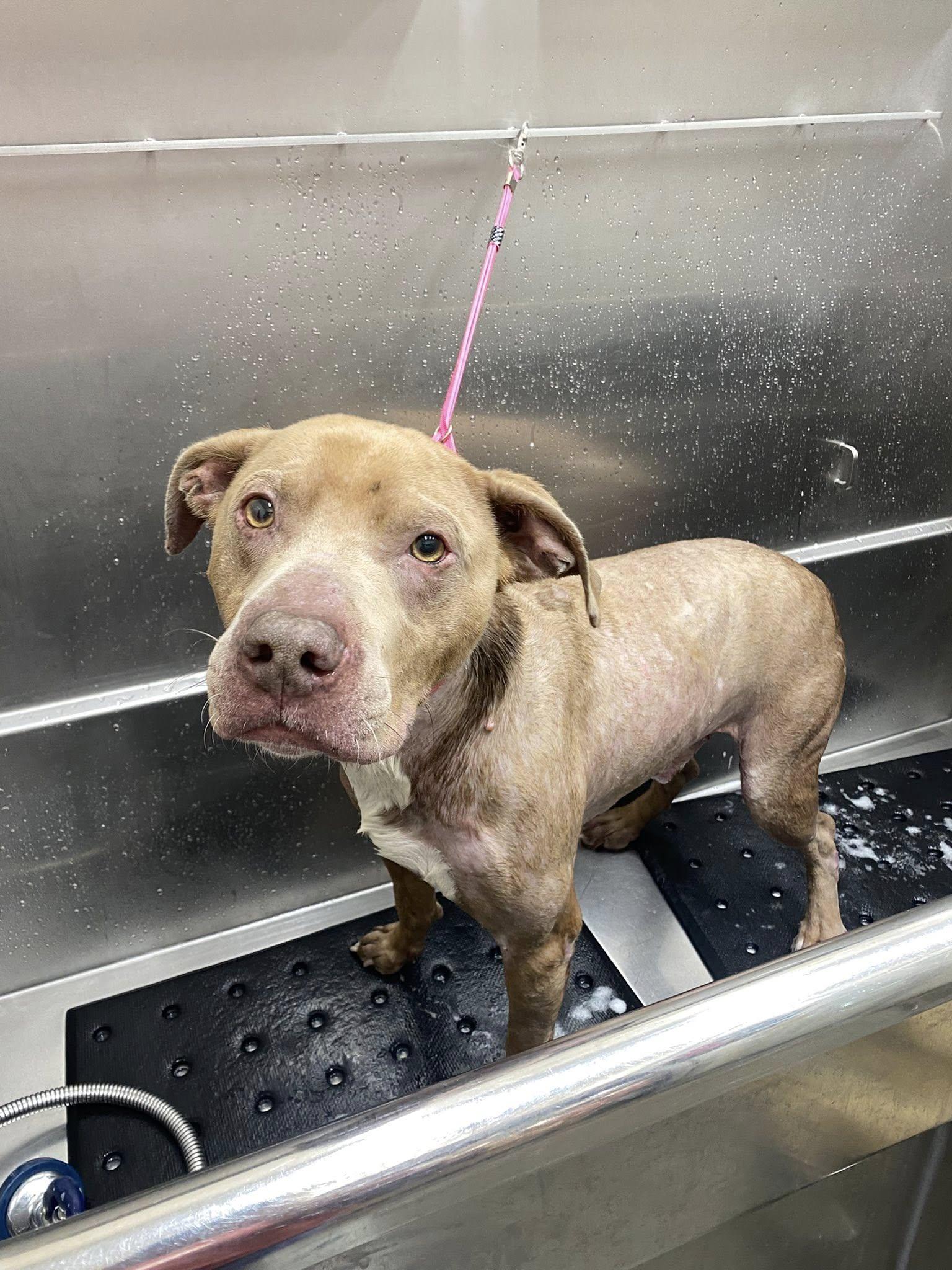 Sullivan thumbnail 5