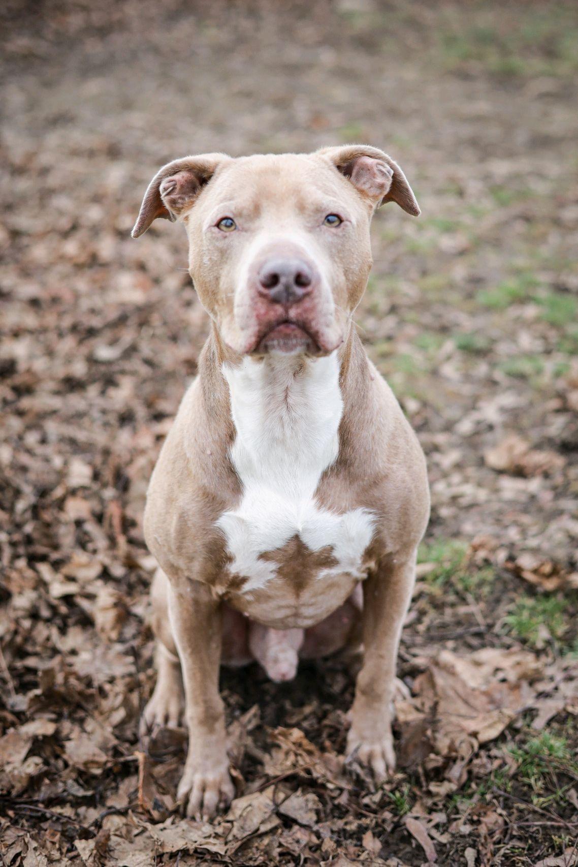 Enlarge Sullivan, a Adoptable mixed breed in Columbus, OH image 5/6