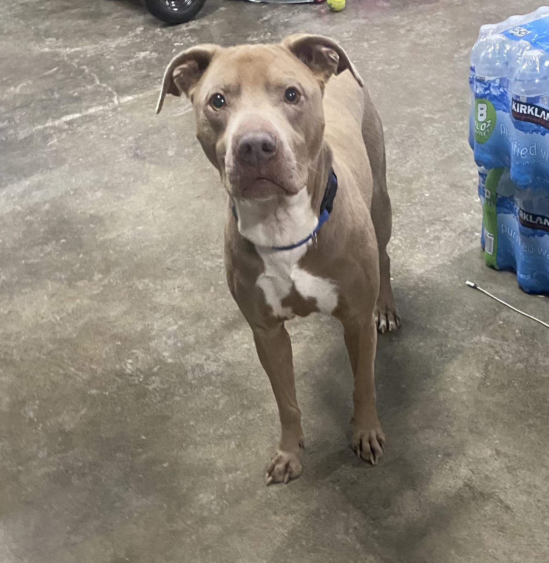 Enlarge Sullivan, a Adoptable mixed breed in Columbus, OH image 6/6