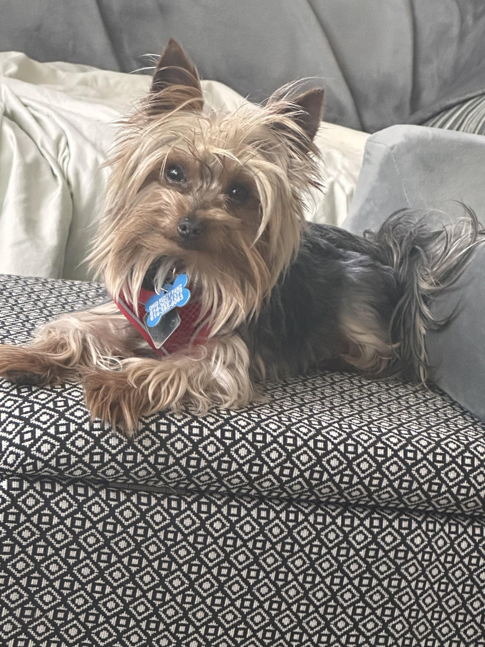 Vinny - Fairfield, Adopted, Young Male Yorkshire Terrier.