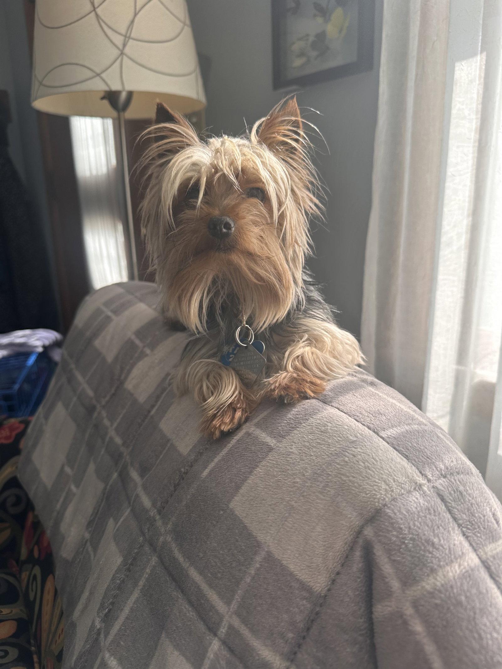 Enlarge Vinny - Fairfield, a Adopted Yorkshire Terrier in Pataskala, OH image 2/3