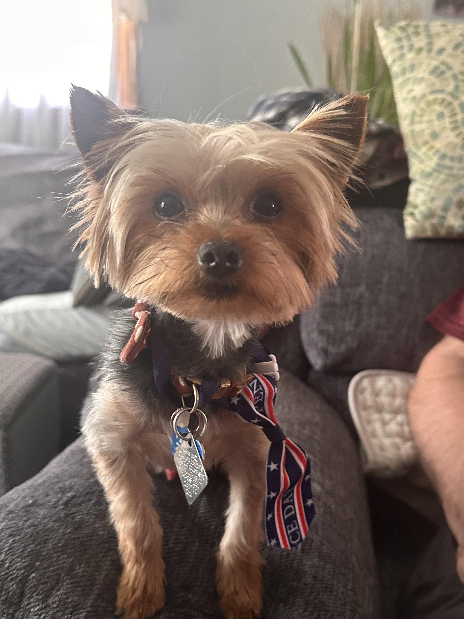 Enlarge Vinny - Fairfield, a Adopted Yorkshire Terrier in Pataskala, OH image 3/3