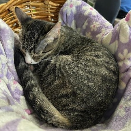 Tyler, a Adoptable Domestic Short Hair in Devils Lake, ND image 5/5