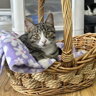 Tyler, a Adoptable Domestic Short Hair in Devils Lake, ND image 3/5