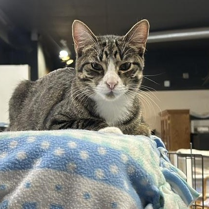 Tyler, a Adoptable Domestic Short Hair in Devils Lake, ND image 1/5