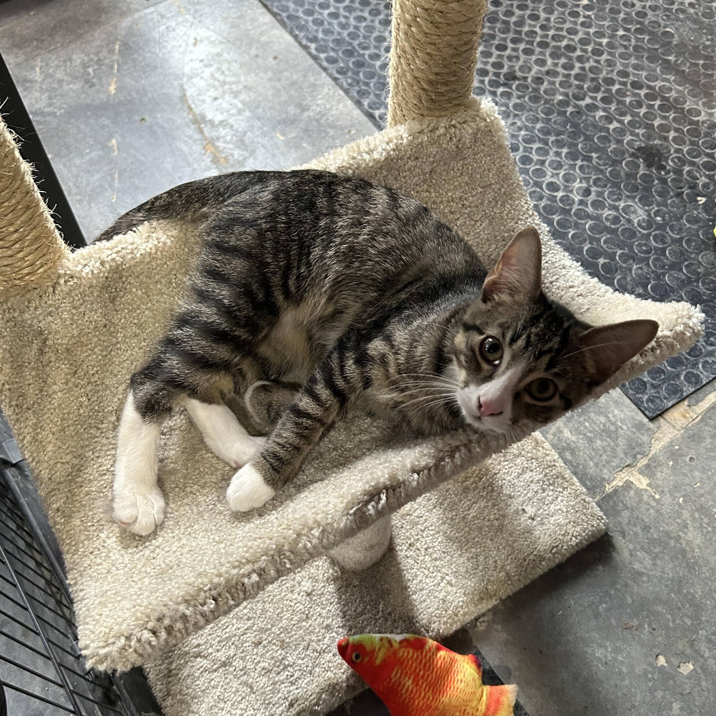 Tyler, a Adoptable Domestic Short Hair in Devils Lake, ND image 4/5