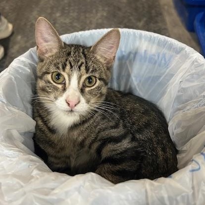 Tyler, a Adoptable Domestic Short Hair in Devils Lake, ND image 2/5
