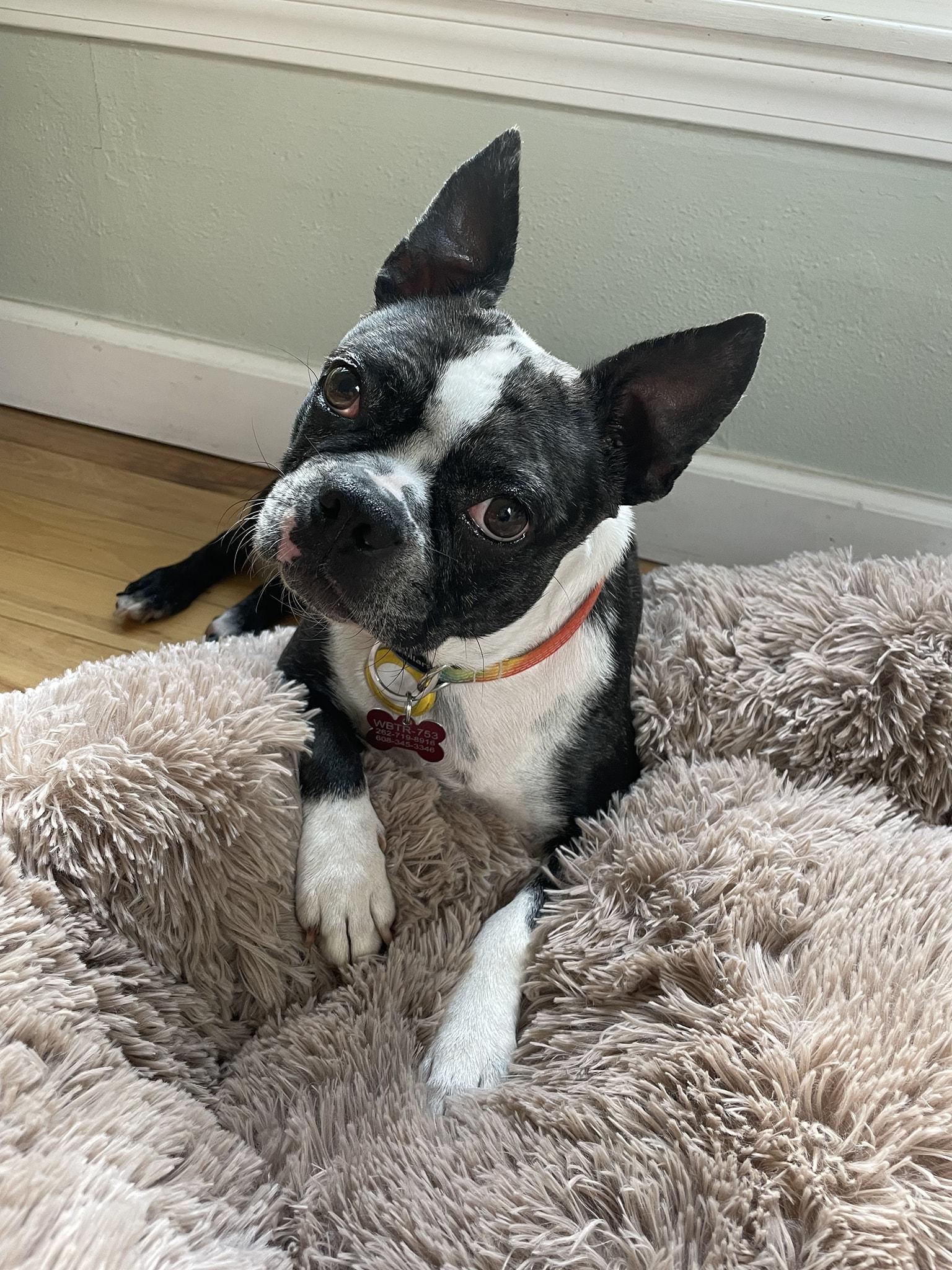 Roxy, a ADOPTABLE Boston Terrier in Waukesha, WI image 1/6