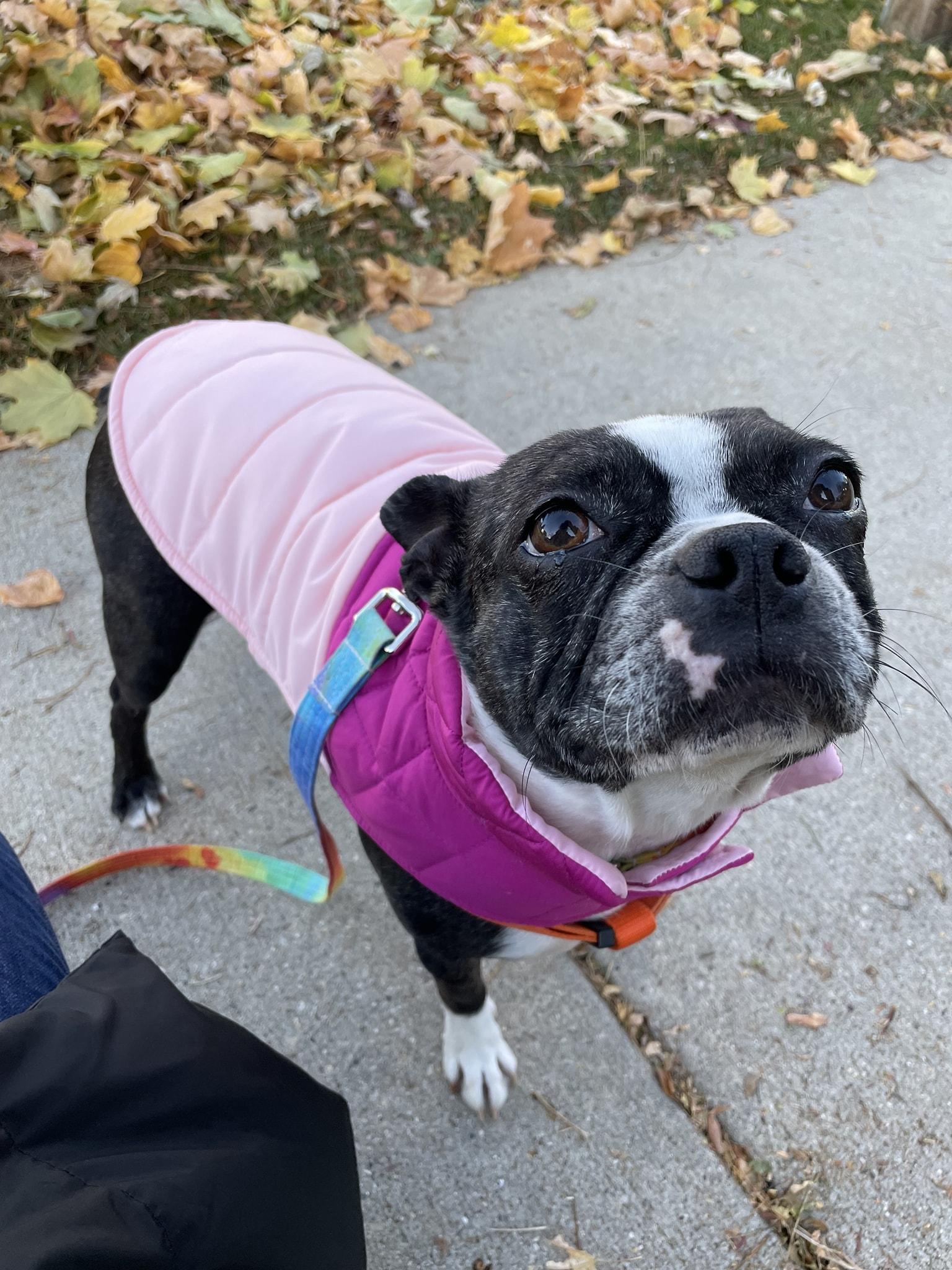 Roxy, a ADOPTABLE Boston Terrier in Waukesha, WI image 2/6