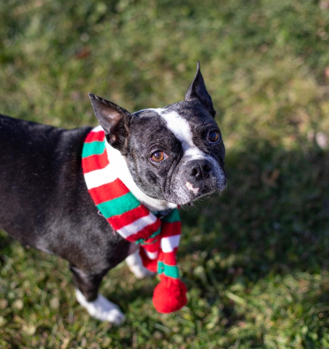Roxy, a ADOPTABLE Boston Terrier in Waukesha, WI image 3/6