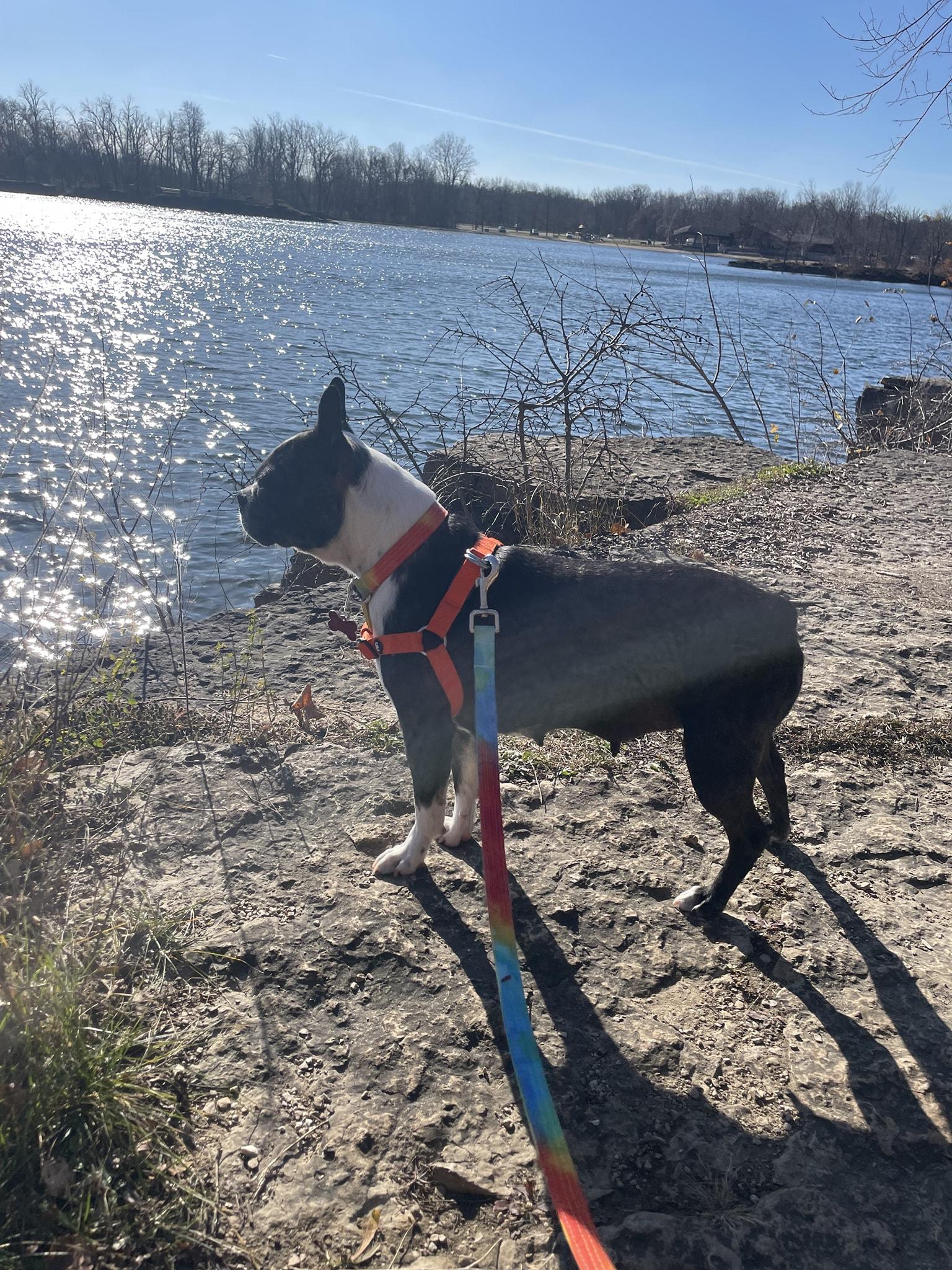 Roxy, a ADOPTABLE Boston Terrier in Waukesha, WI image 4/6