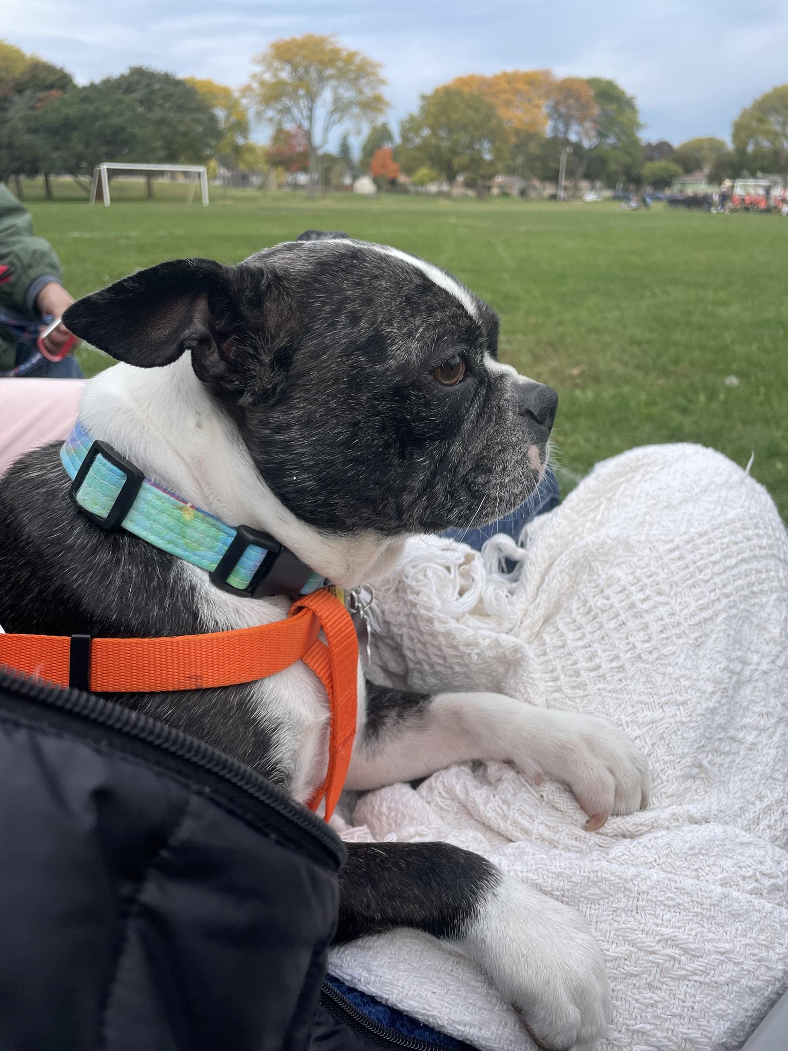 Roxy, a ADOPTABLE Boston Terrier in Waukesha, WI image 5/6