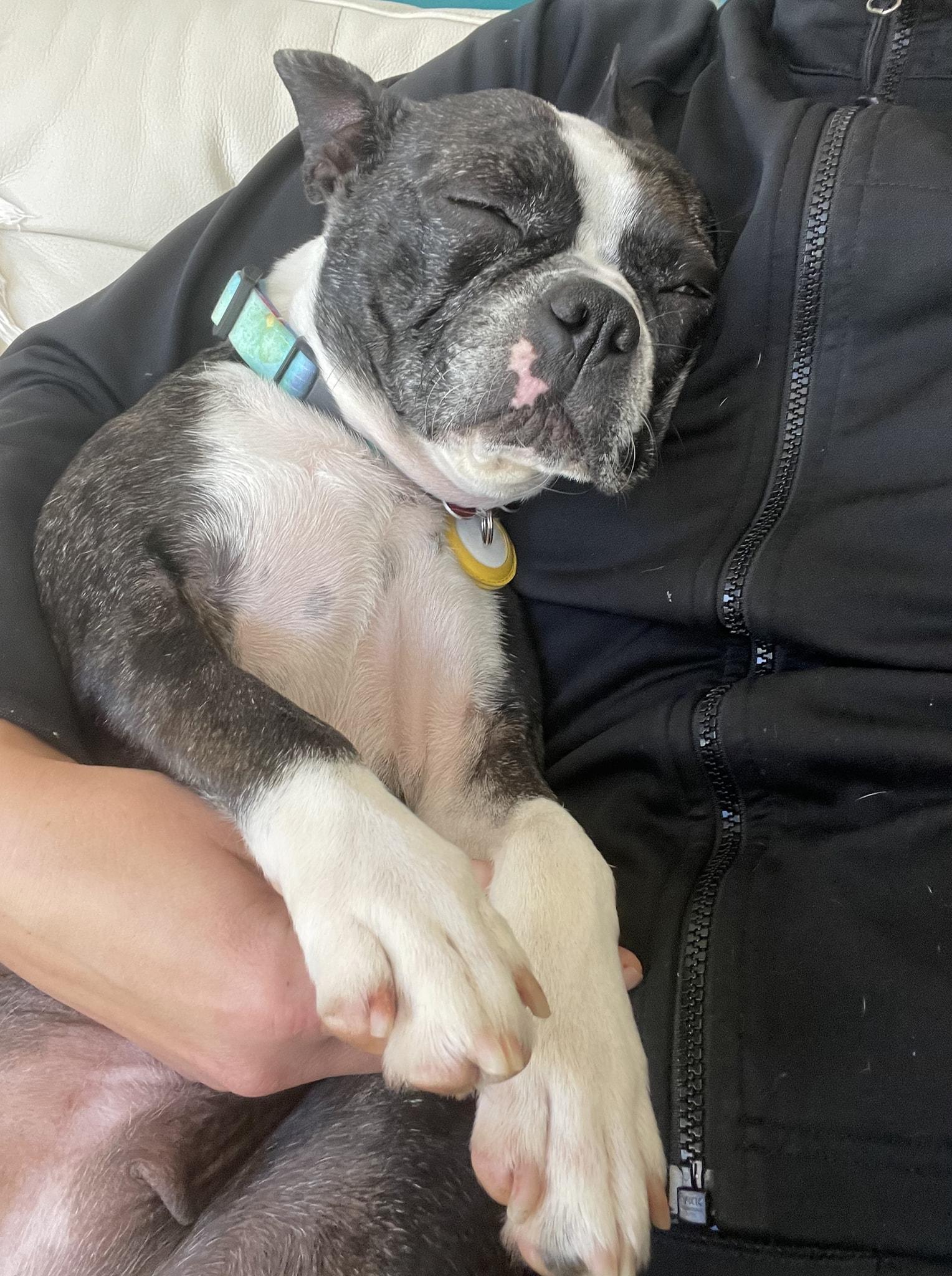 Roxy, a ADOPTABLE Boston Terrier in Waukesha, WI image 6/6