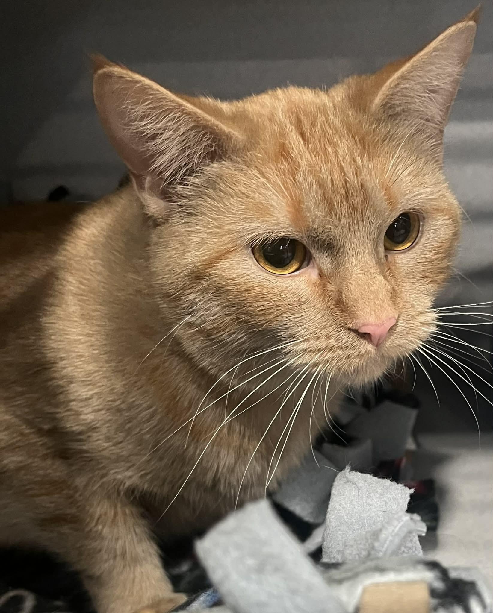 Holly, ADOPTABLE, Young Female Domestic Short Hair.