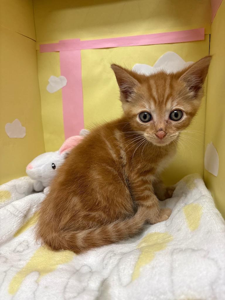 Enlarge Squash, a Adoptable mixed breed in Greeneville, TN image 1/1