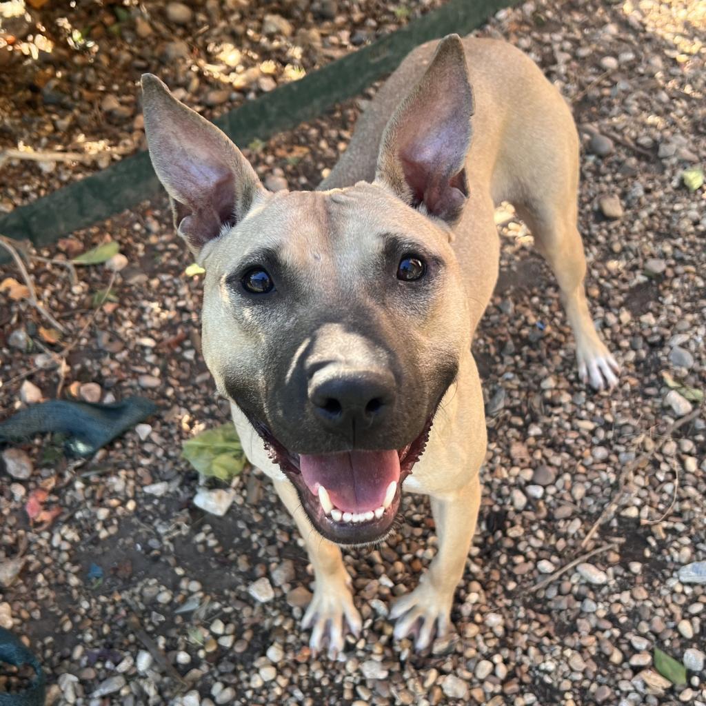Enlarge Ambrosia, a Adoptable mixed breed in Columbus, GA image 1/3
