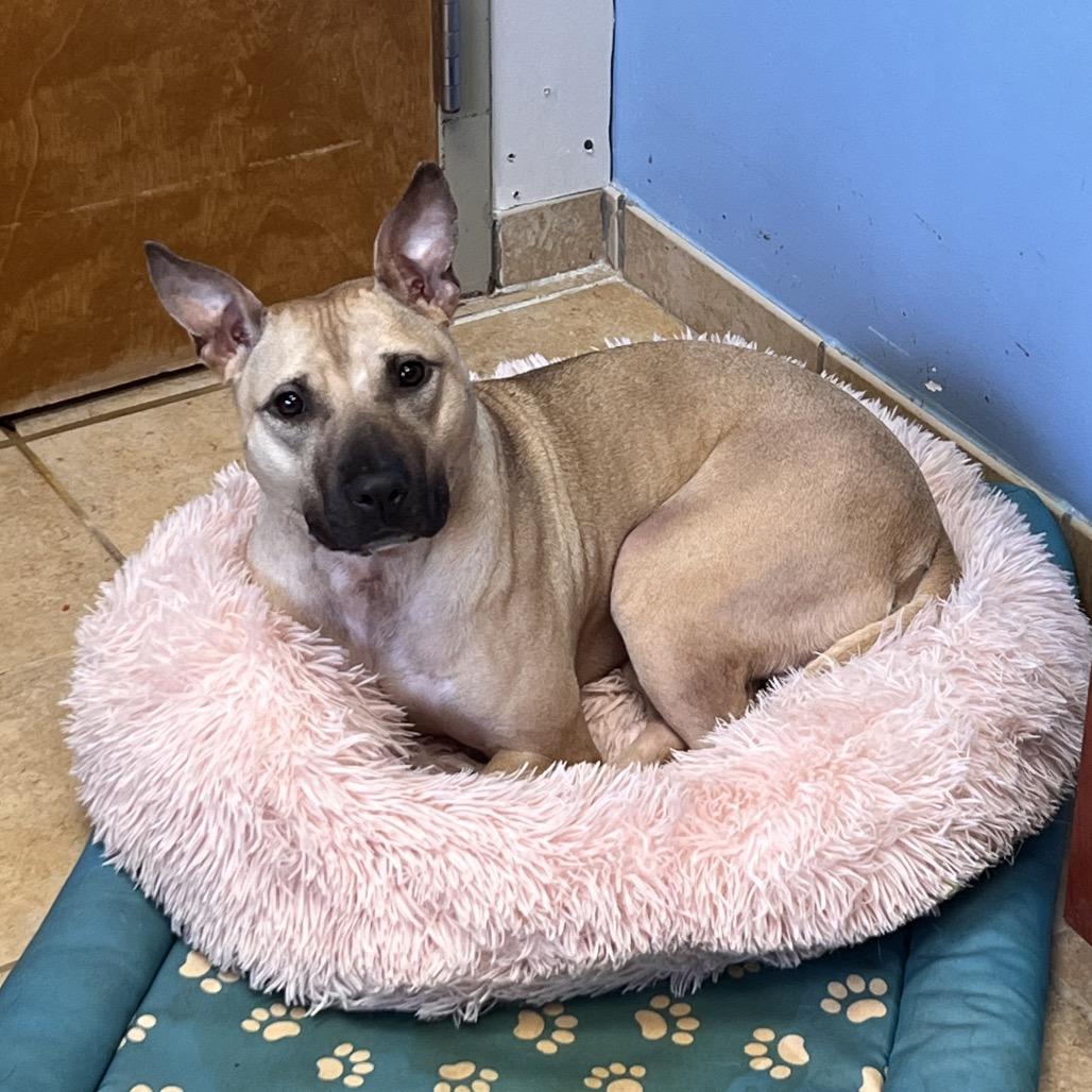 Enlarge Ambrosia, a Adoptable mixed breed in Columbus, GA image 2/3