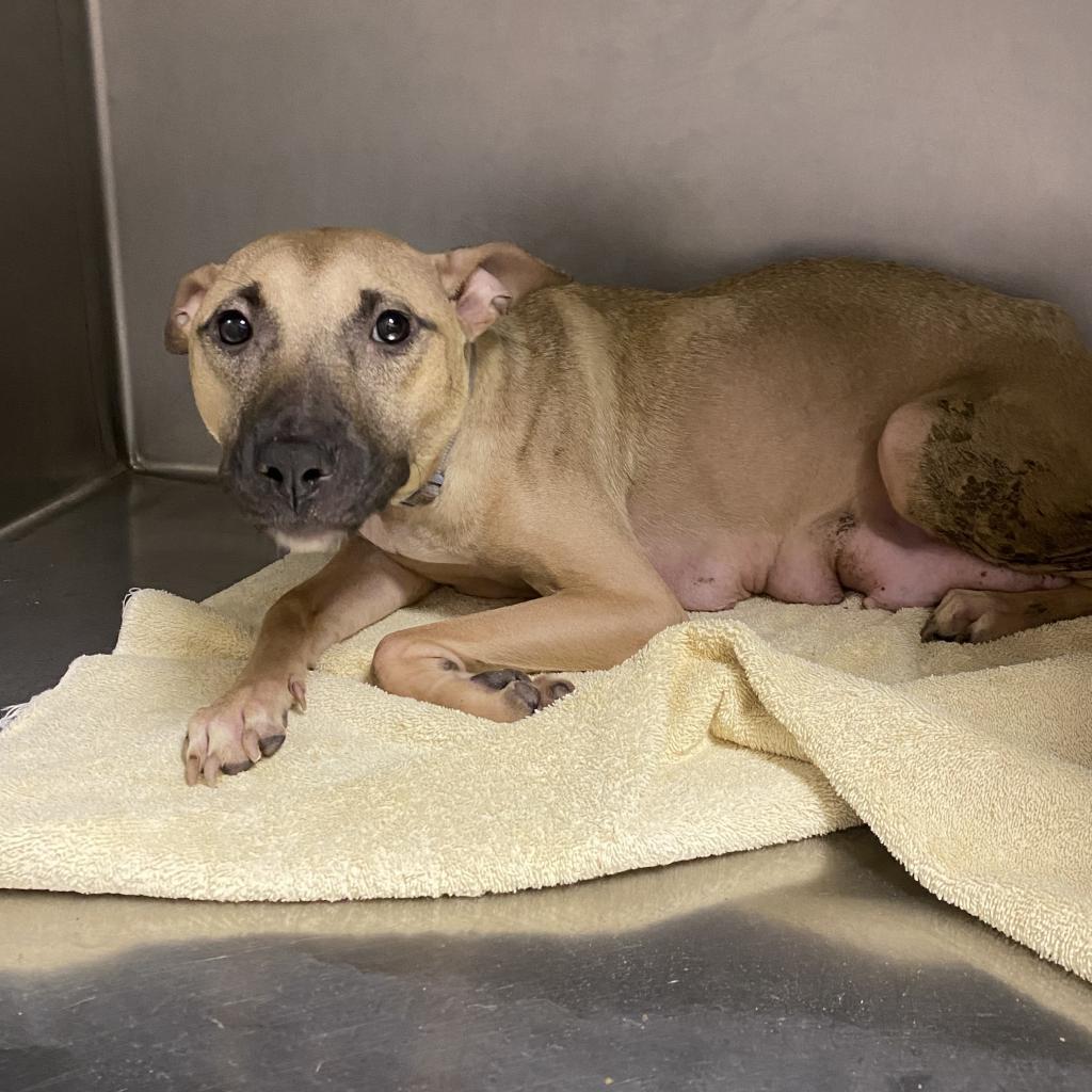 Enlarge Ambrosia, a Adoptable mixed breed in Columbus, GA image 3/3