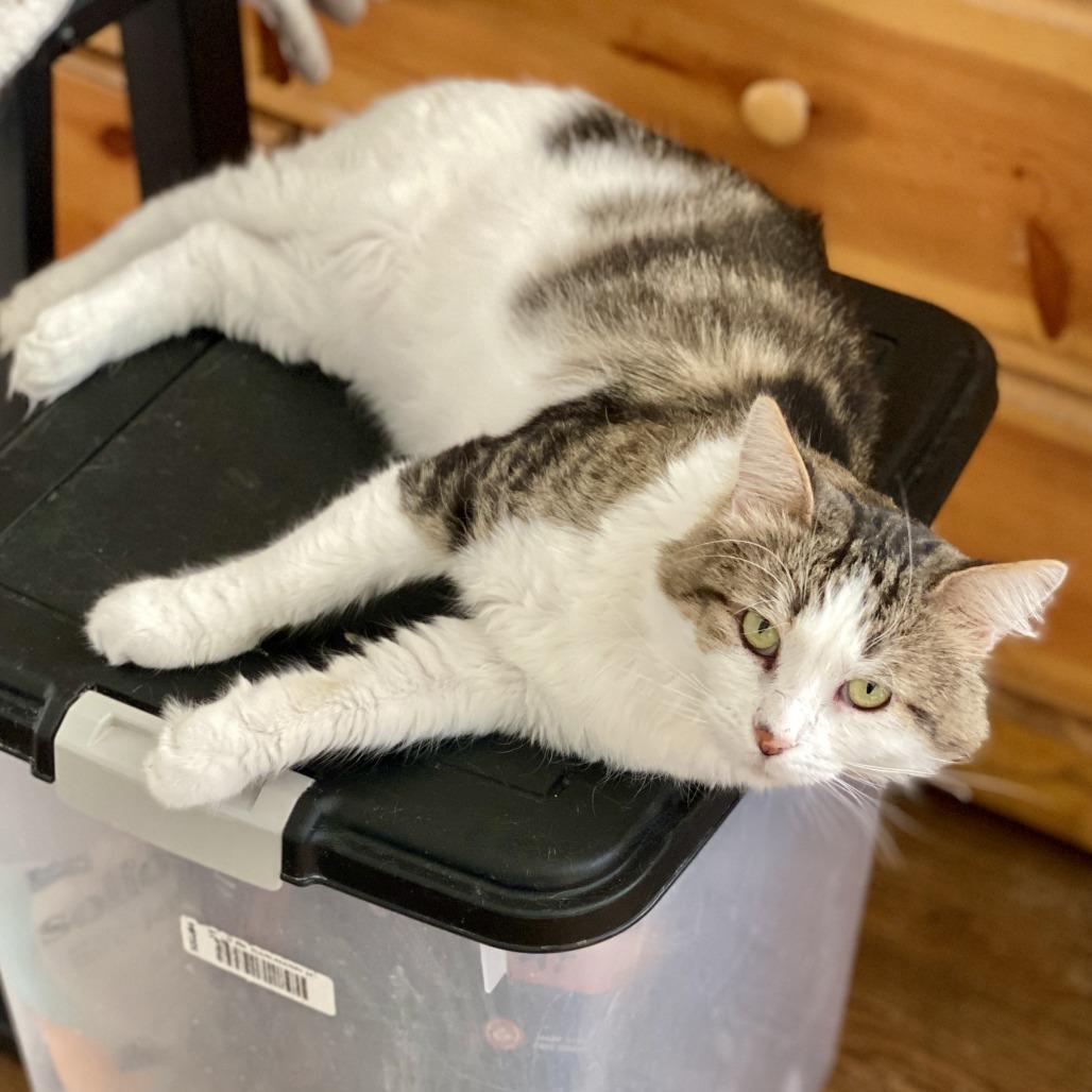 Bailey — thumbnail 3