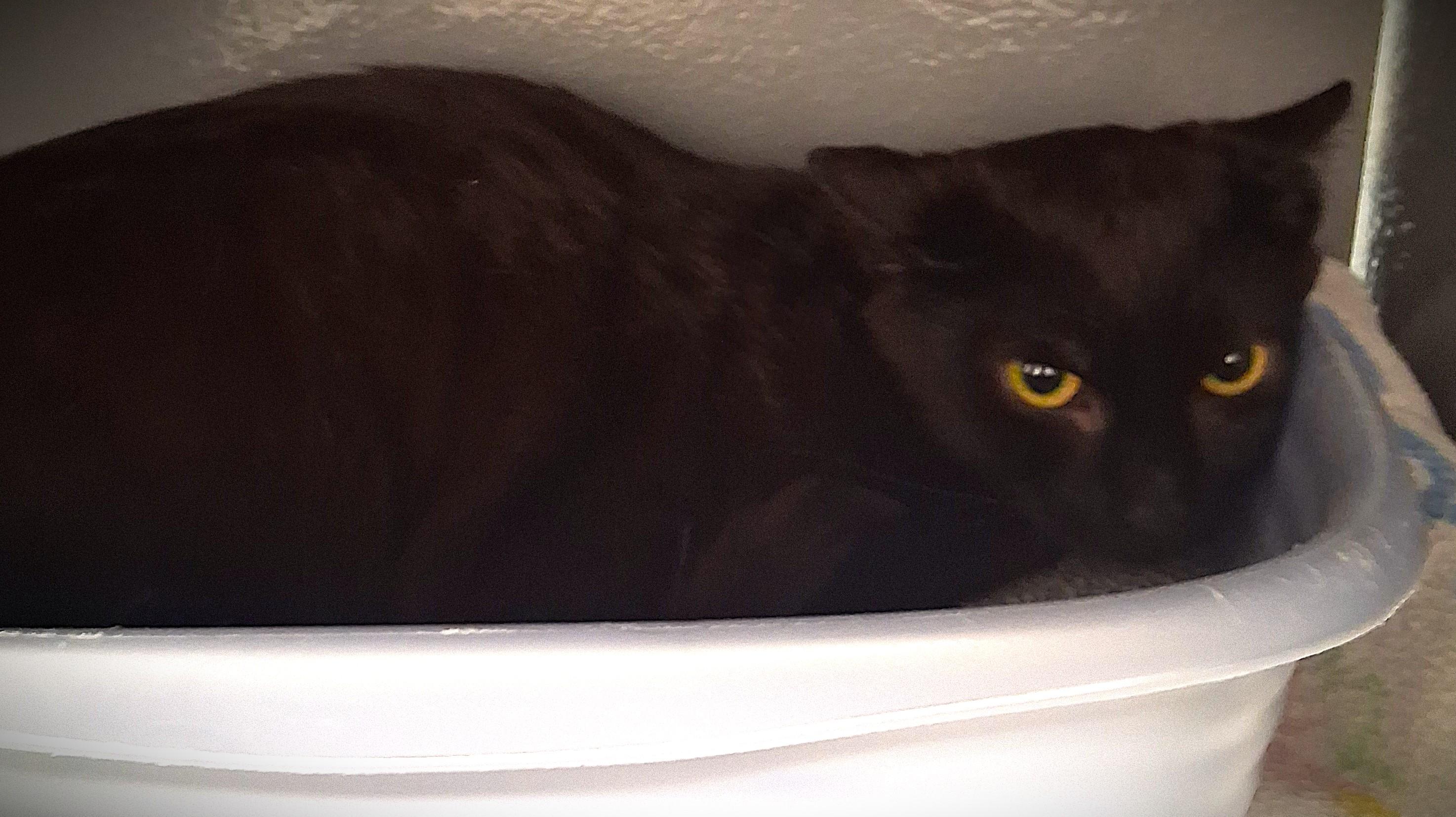 Archer @ Petsmart Mankato, a ADOPTABLE Domestic Short Hair in Mankato, MN image 4/4