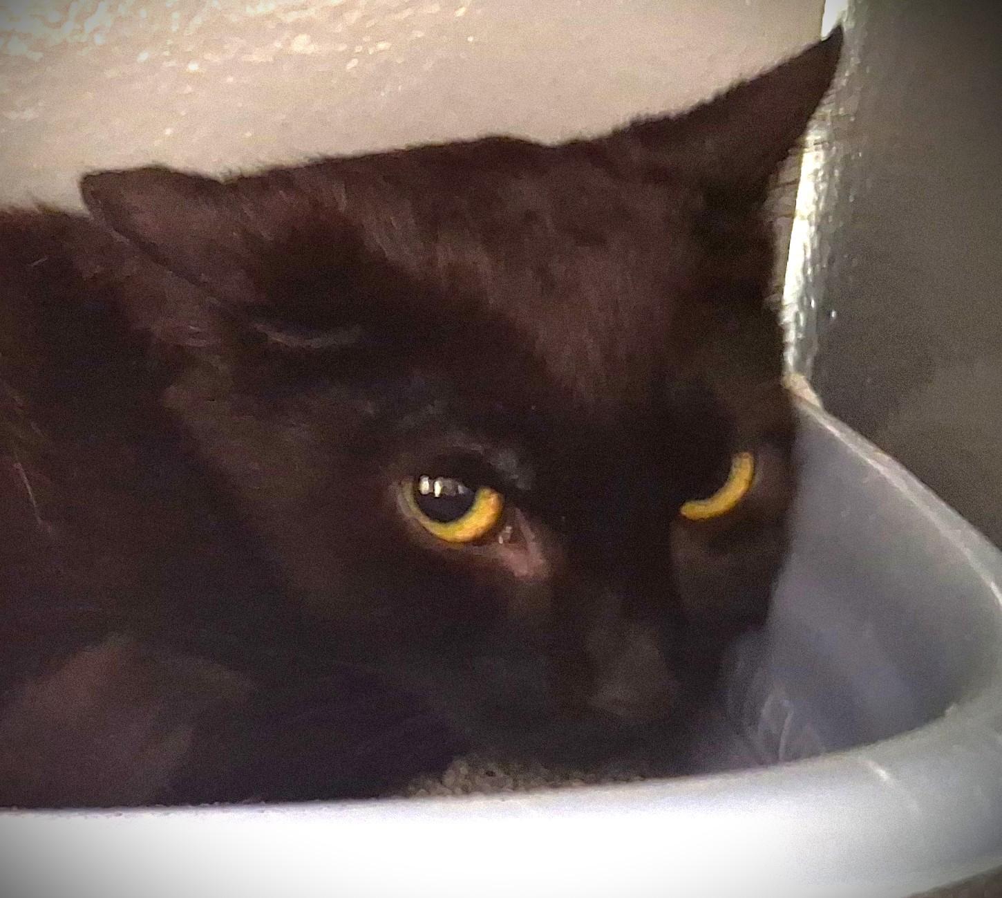 Archer @ Petsmart Mankato, ADOPTABLE, Kitten Male Domestic Short Hair.