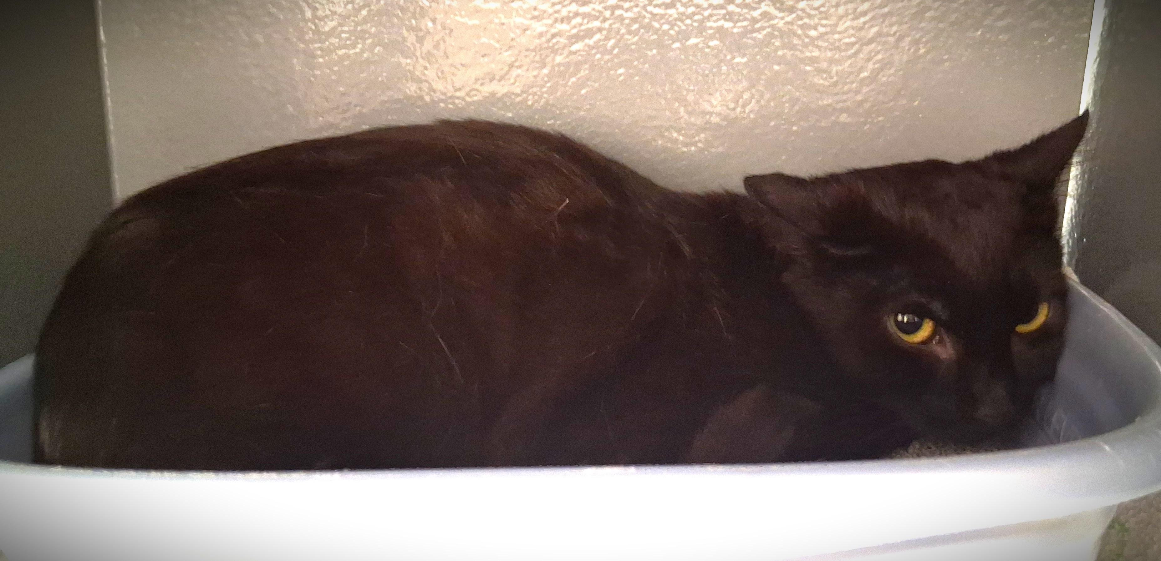Archer @ Petsmart Mankato, a ADOPTABLE Domestic Short Hair in Mankato, MN image 3/4