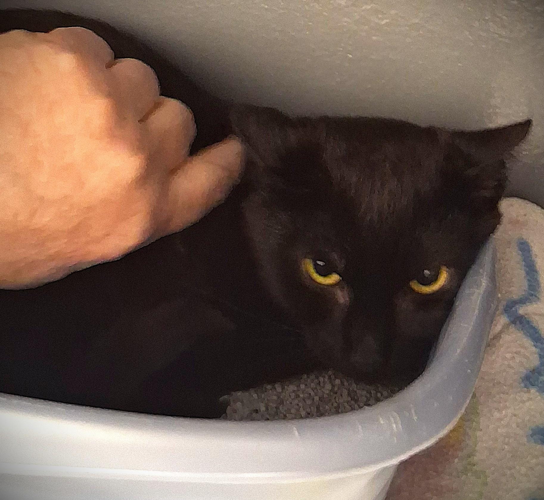 Archer @ Petsmart Mankato, a ADOPTABLE Domestic Short Hair in Mankato, MN image 2/4