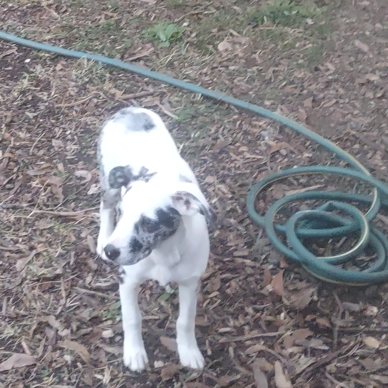 Dottie, adopted, Young Female Australian Shepherd & Anatolian Shepherd.