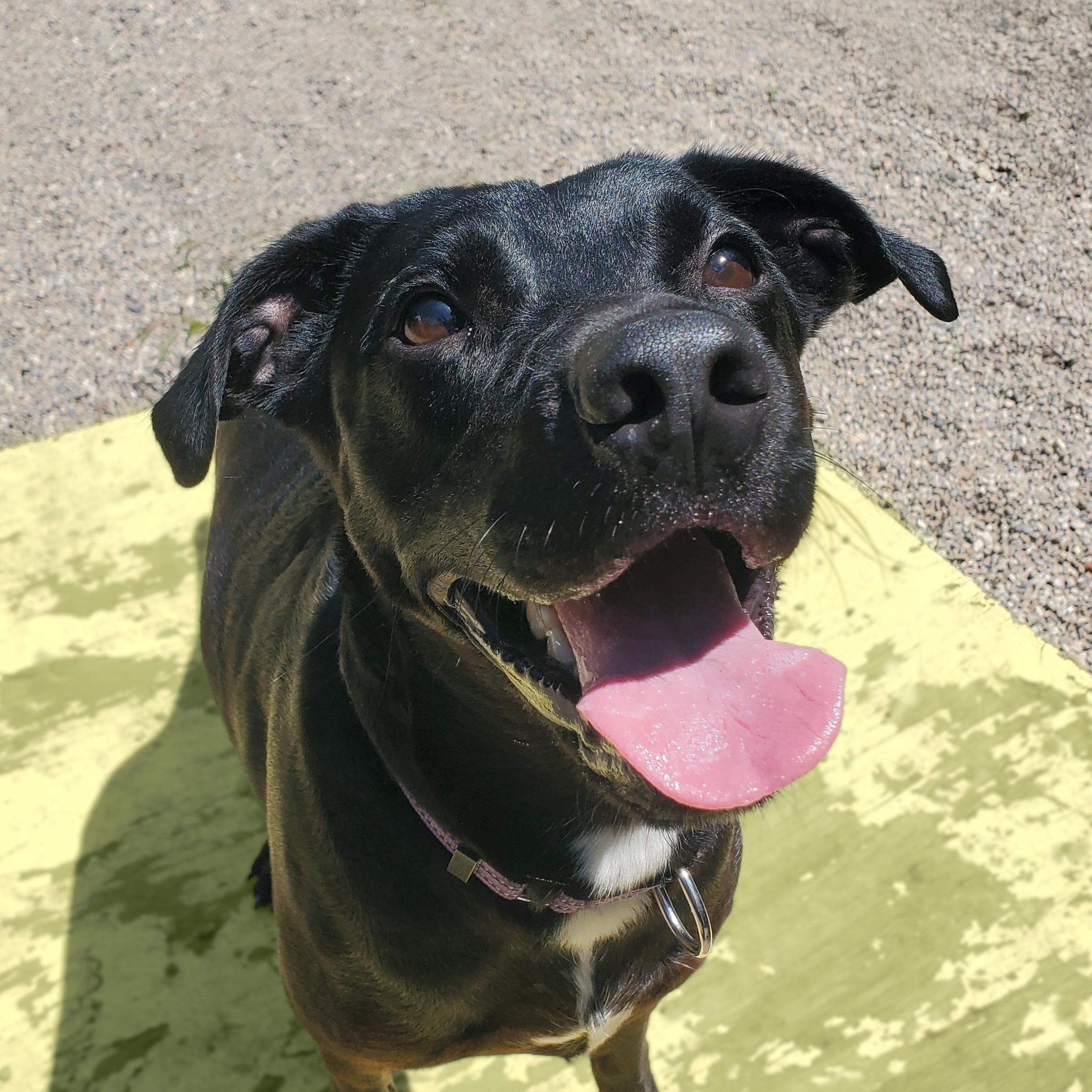 Milo, ADOPTABLE, Young Male Labrador Retriever.