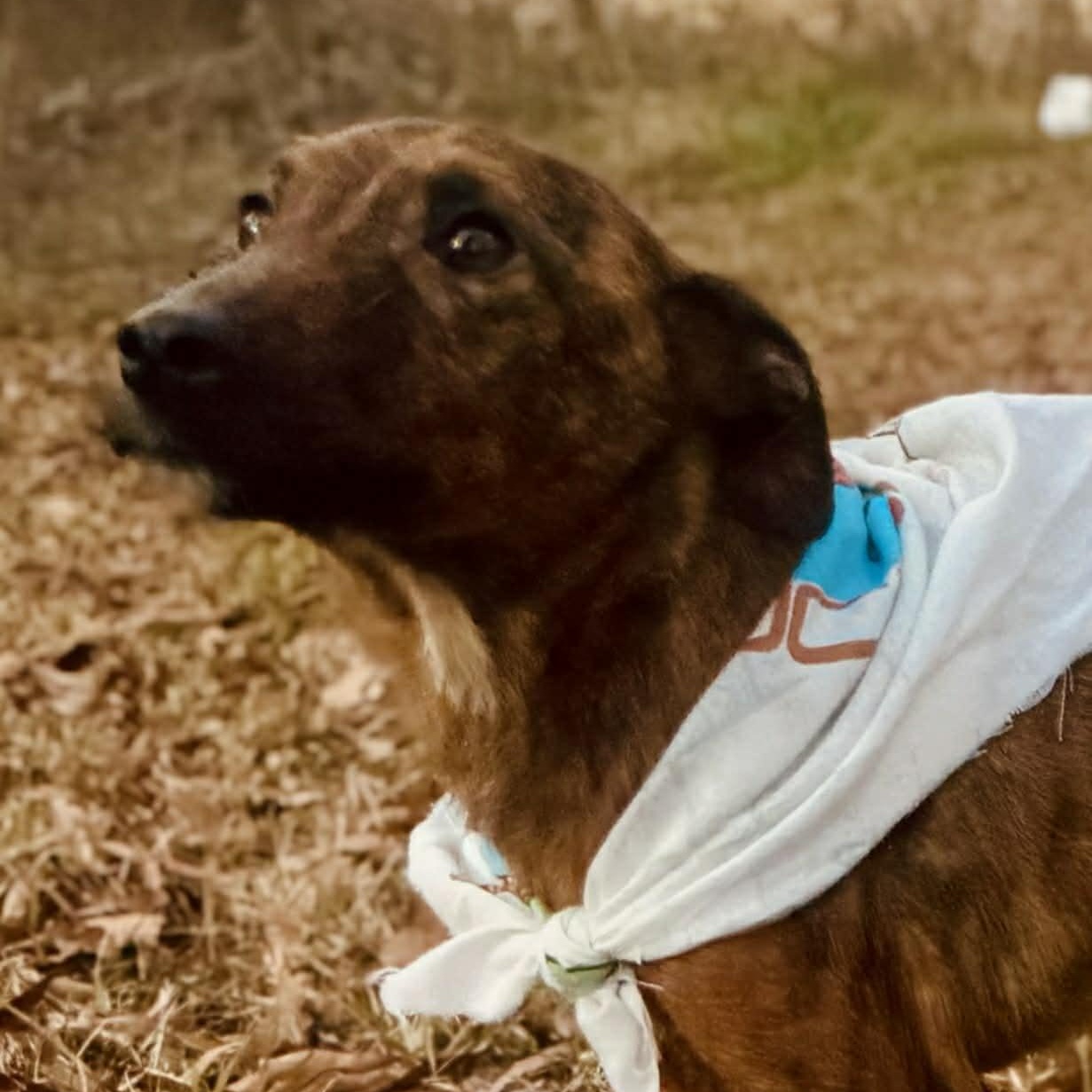Enlarge Tigger, a Adoptable mixed breed in Unionville, CT image 3/6