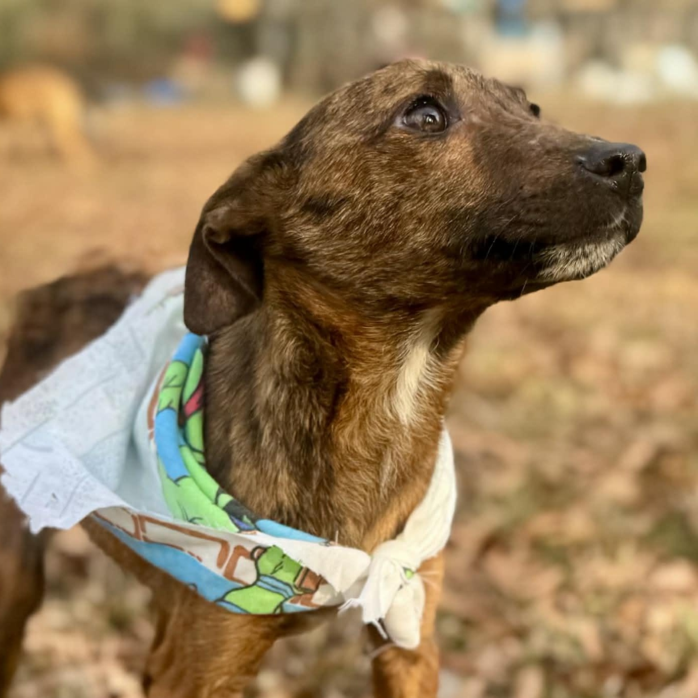 Enlarge Tigger, a Adoptable mixed breed in Unionville, CT image 2/6