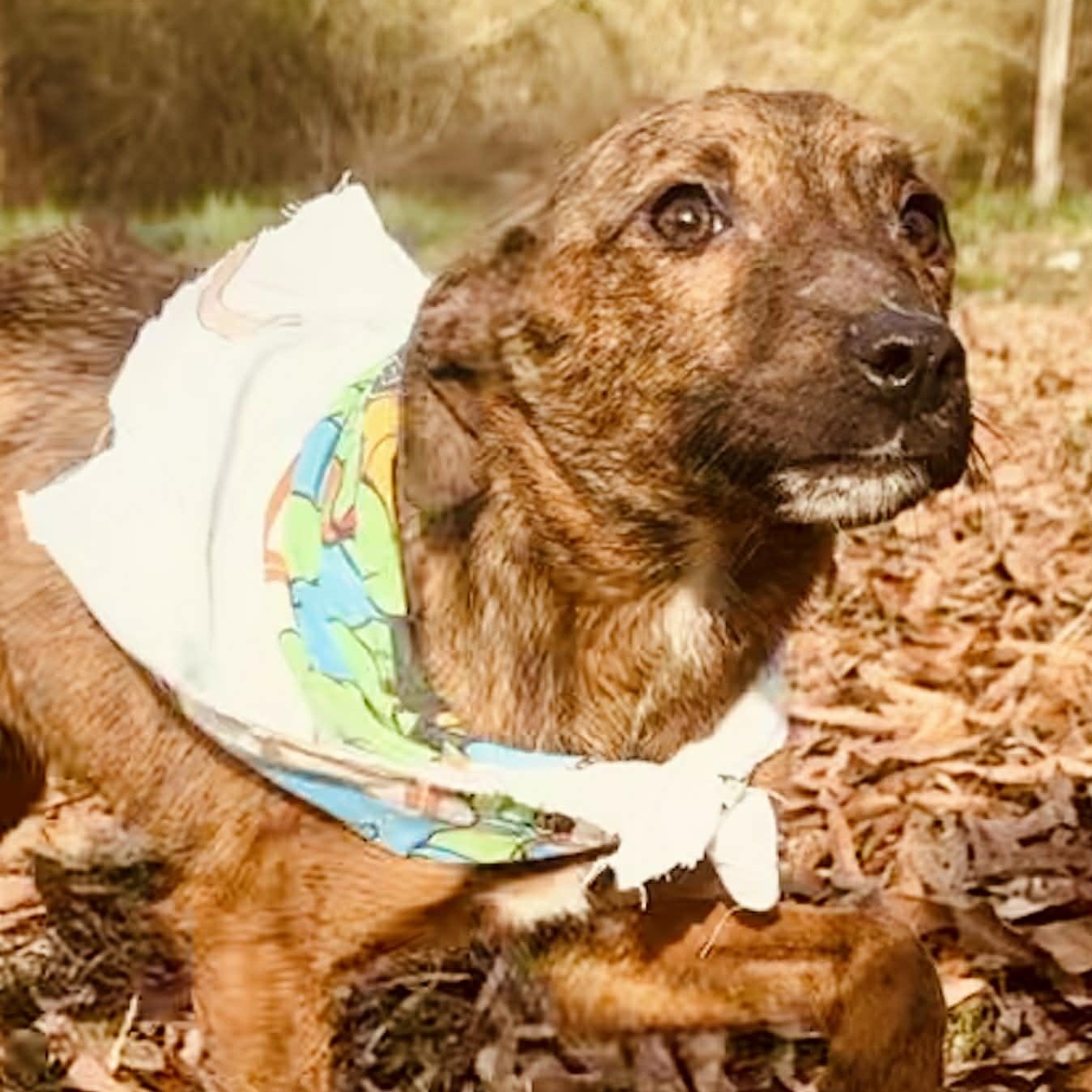 Tigger, Adoptable, Young Male Chihuahua & Rat Terrier.