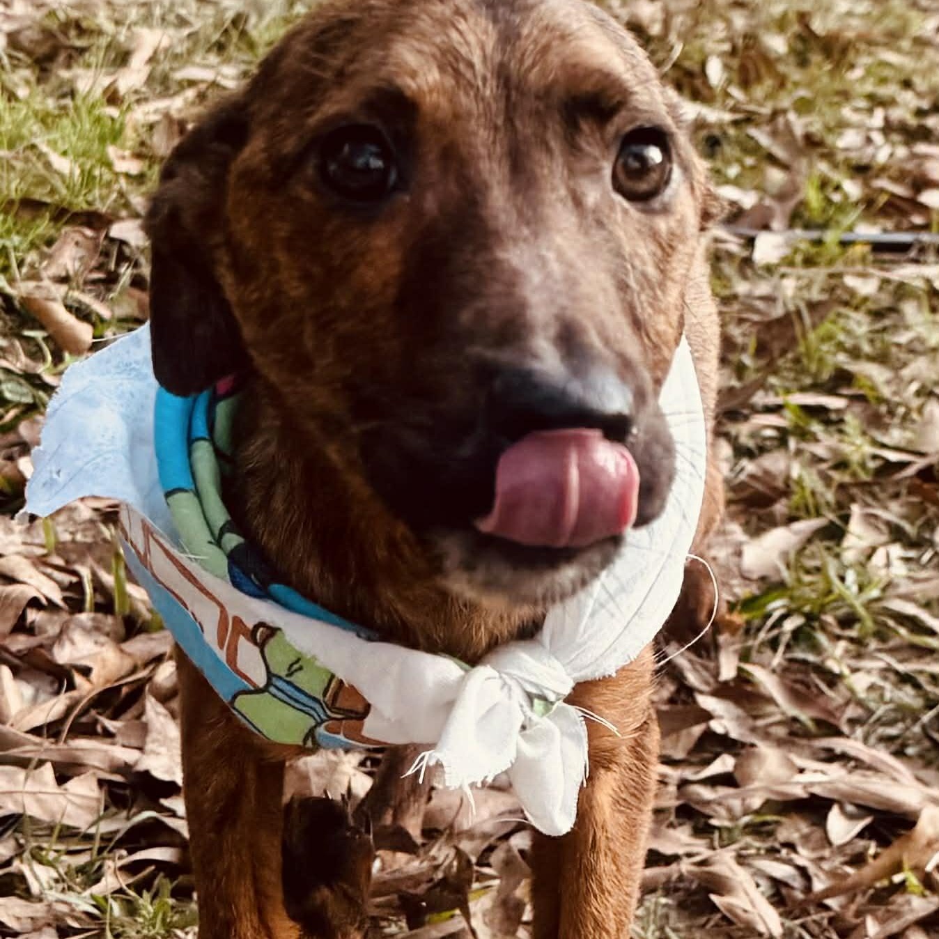 Enlarge Tigger, a Adoptable mixed breed in Unionville, CT image 4/6
