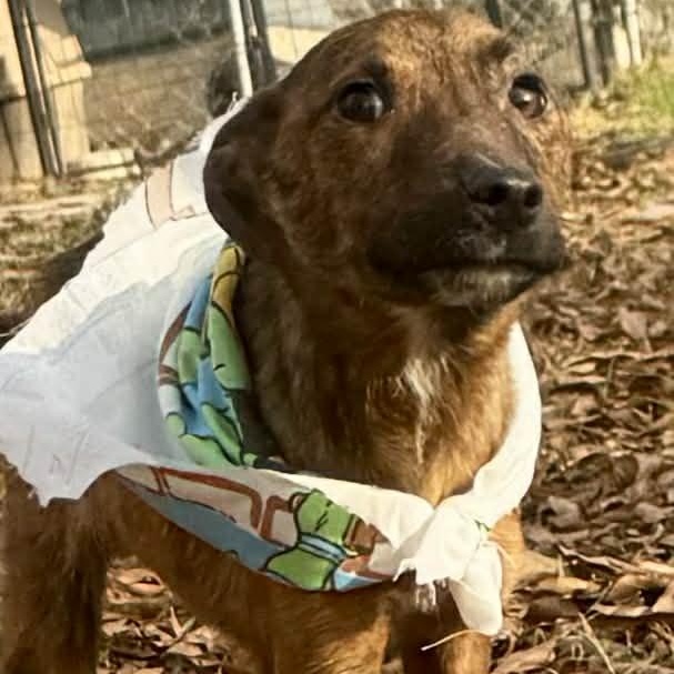 Enlarge Tigger, a Adoptable mixed breed in Unionville, CT image 5/6