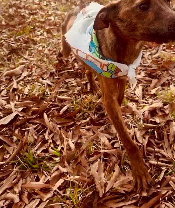 Enlarge Tigger, a Adoptable mixed breed in Unionville, CT video 6/6