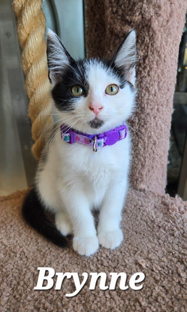 Brynne, a Adoptable mixed breed in Sidney, OH image 1/3