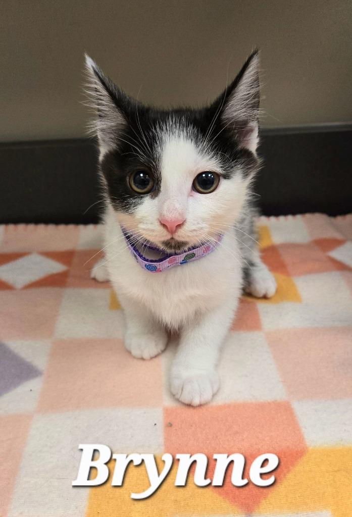 Brynne, a Adoptable mixed breed in Sidney, OH image 2/3