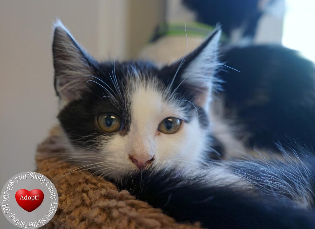 Brynne, a Adoptable mixed breed in Sidney, OH image 3/3