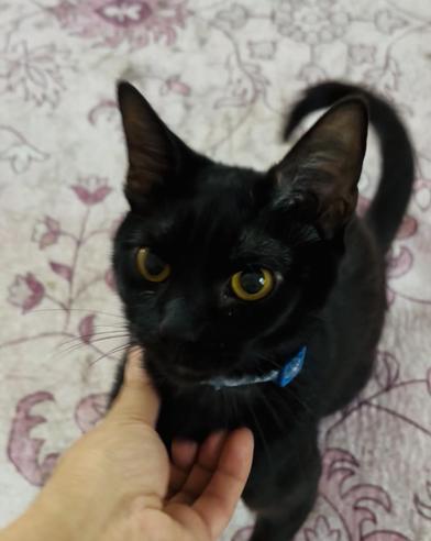 Jack, Young Male Bombay