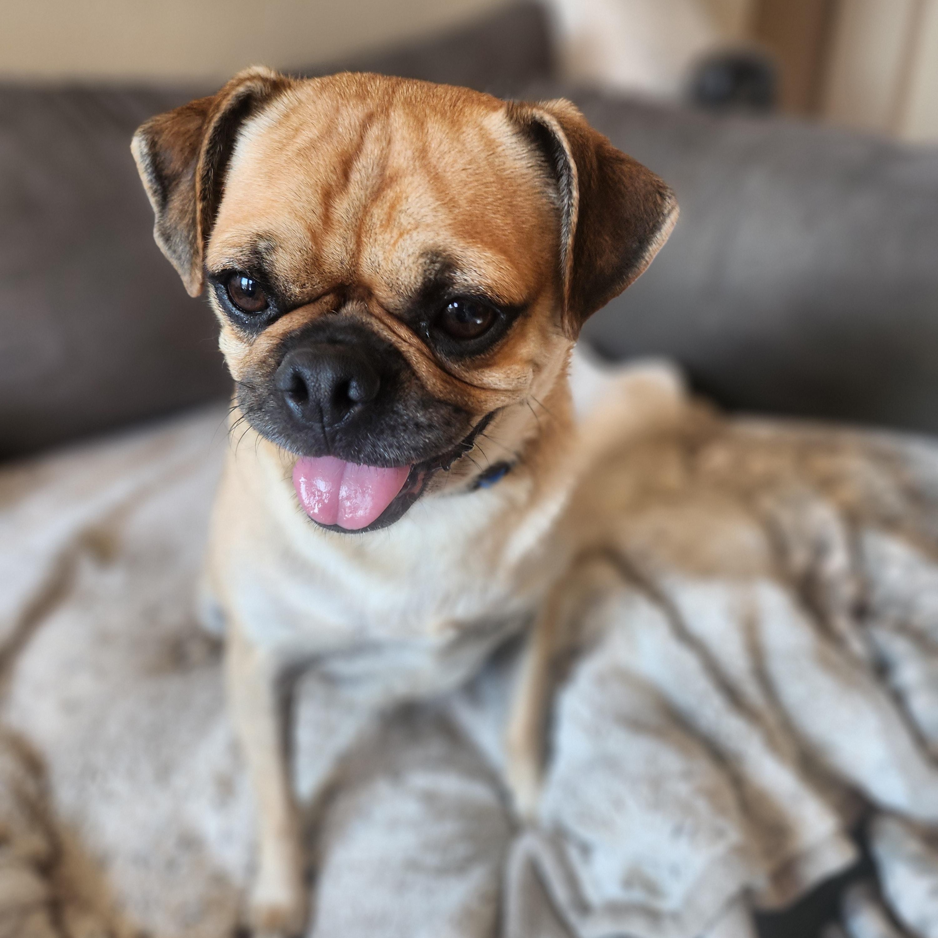 Enlarge Pugsley, a Adopted Pug in Killeen, TX image 6/6