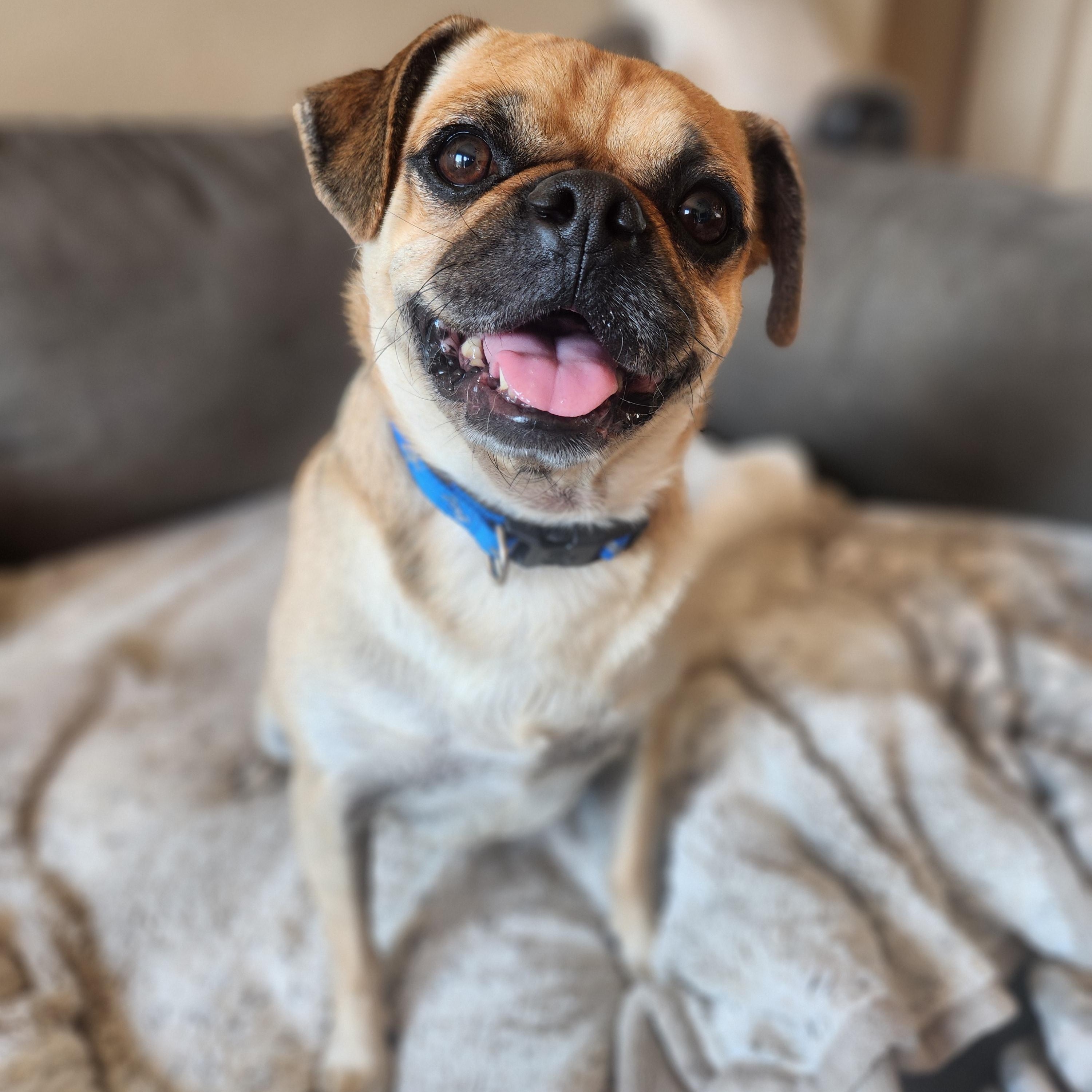 Enlarge Pugsley, a Adopted Pug in Killeen, TX image 2/6