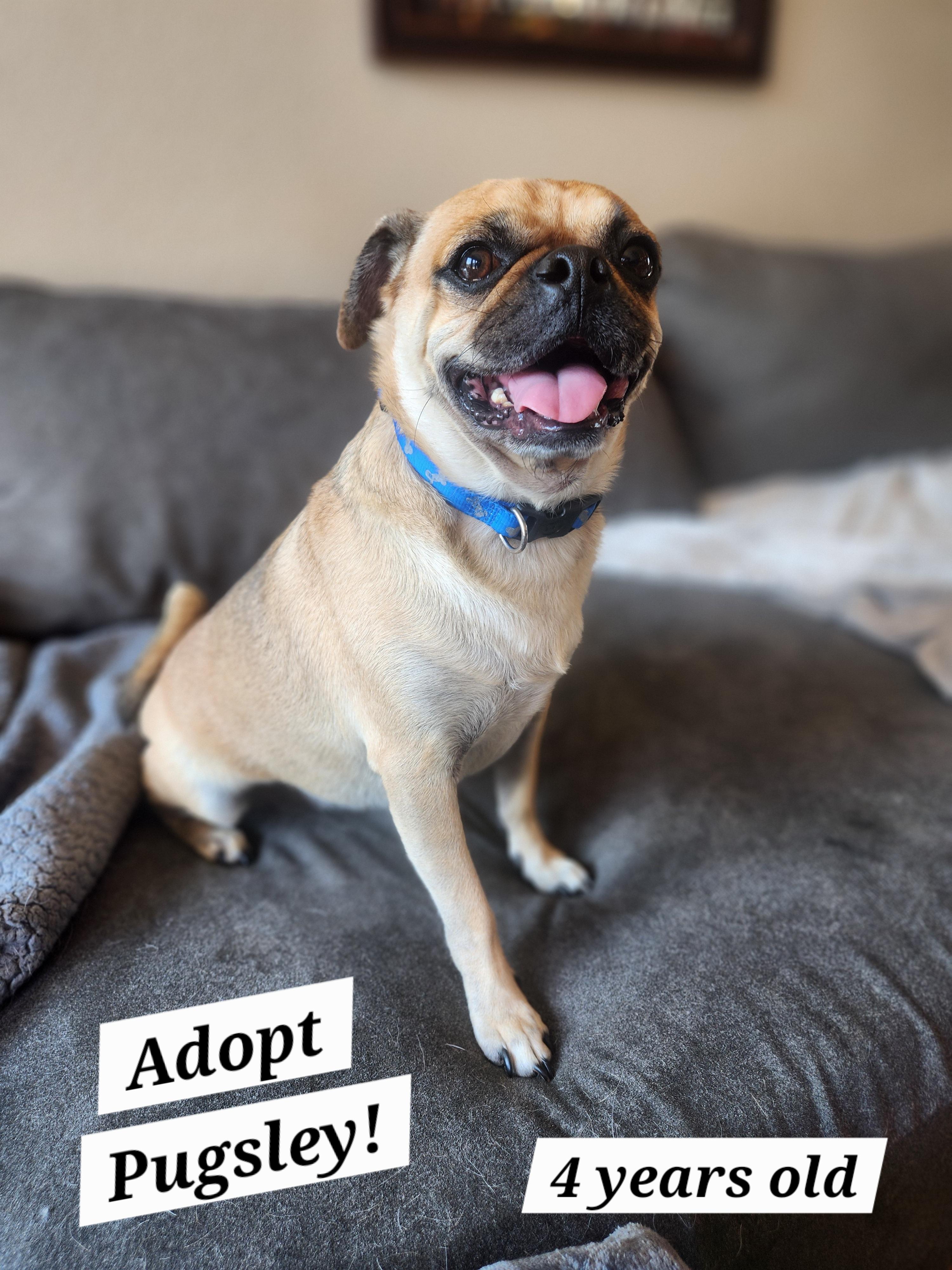 Enlarge Pugsley, a Adopted Pug in Killeen, TX image 1/6