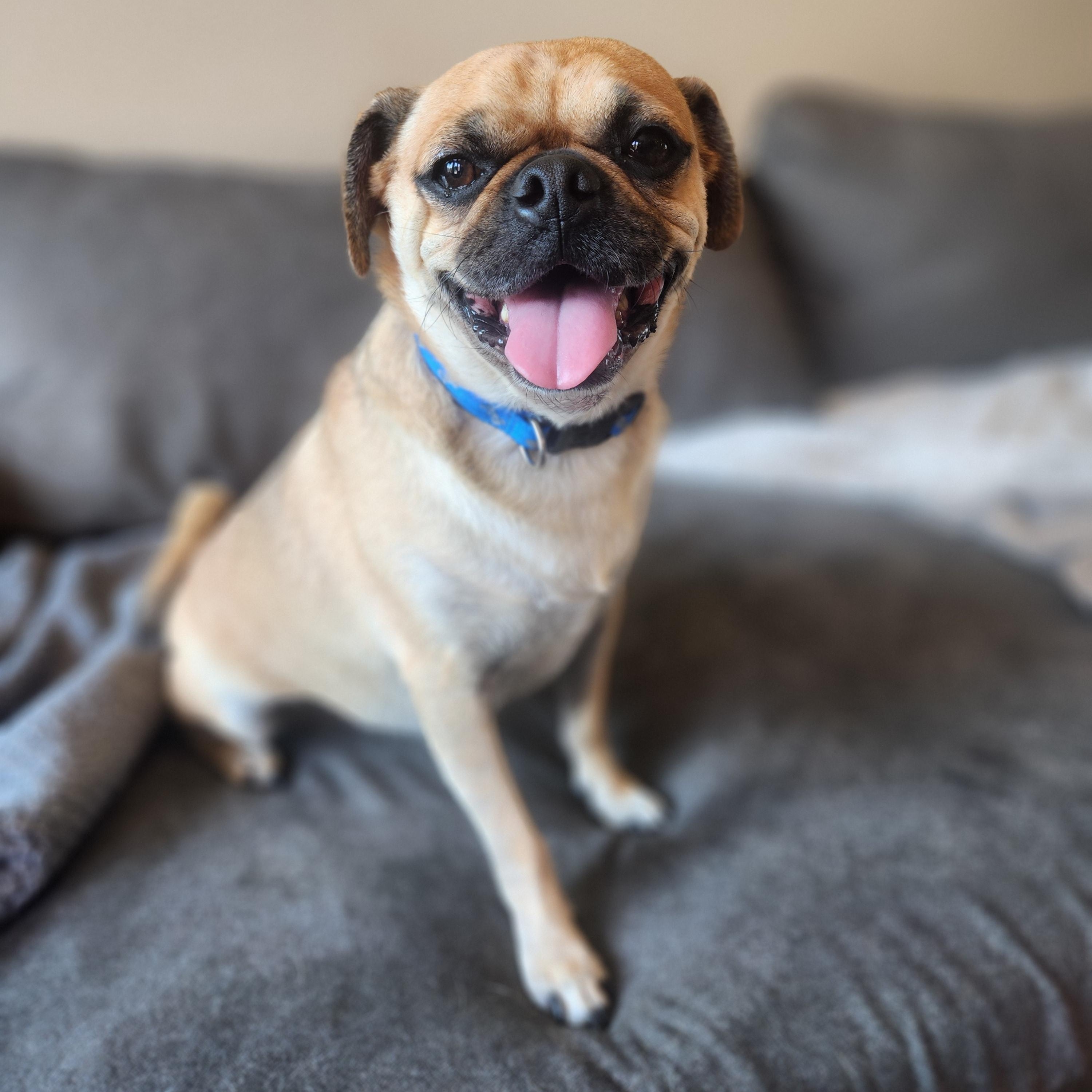Enlarge Pugsley, a Adopted Pug in Killeen, TX image 4/6