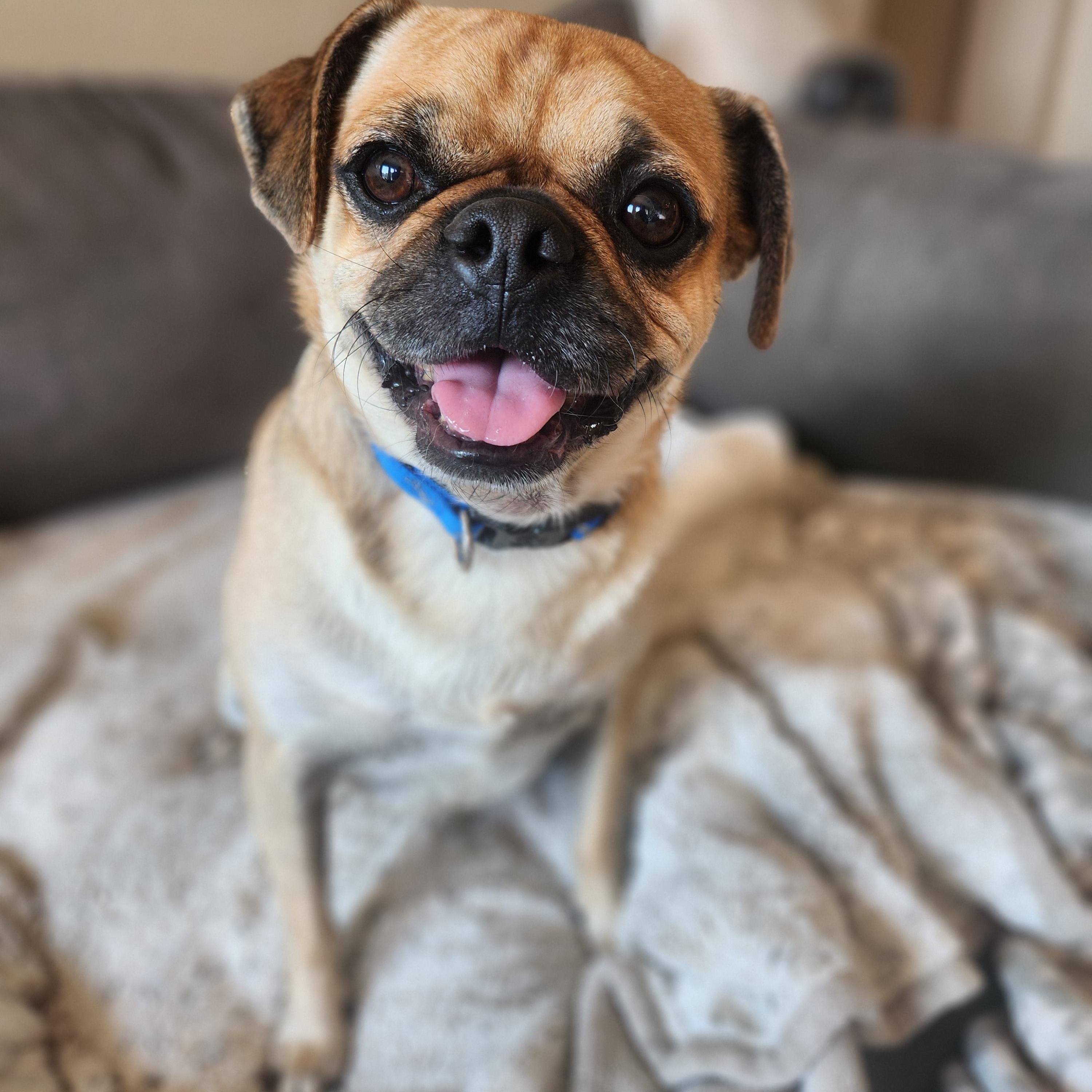 Enlarge Pugsley, a Adopted Pug in Killeen, TX image 5/6
