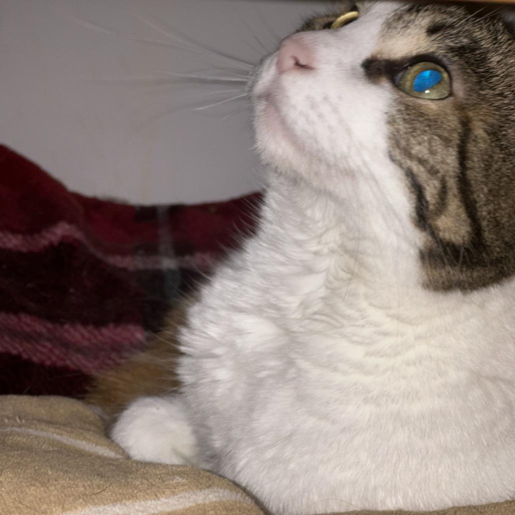 Olivia — thumbnail 2