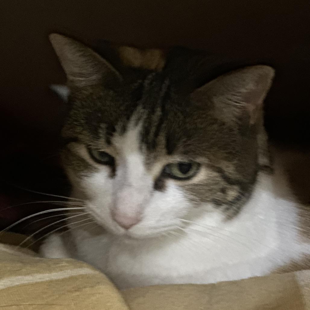 Olivia — thumbnail 4