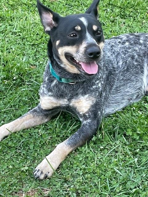 Enlarge Willow, a ADOPTABLE Australian Cattle Dog / Blue Heeler in Maryville, TN image 3/5