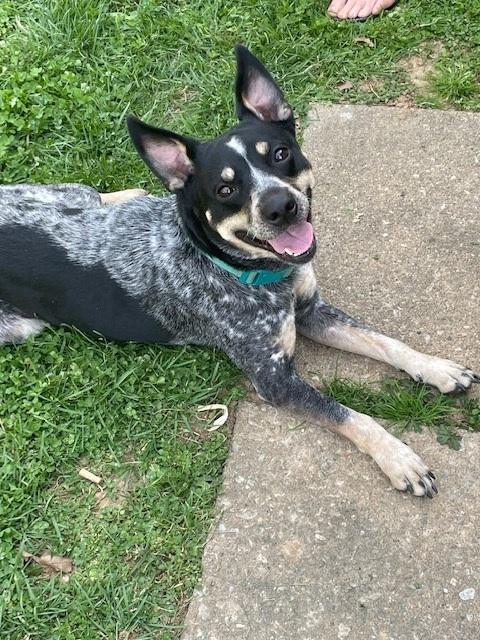 Enlarge Willow, a ADOPTABLE Australian Cattle Dog / Blue Heeler in Maryville, TN image 2/5